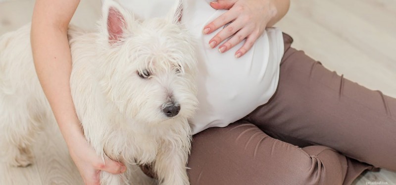 개는 자궁에 있는 아기를 감지할 수 있습니까?