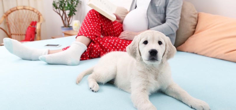 Kan hundar känna av bebisar i livmodern?