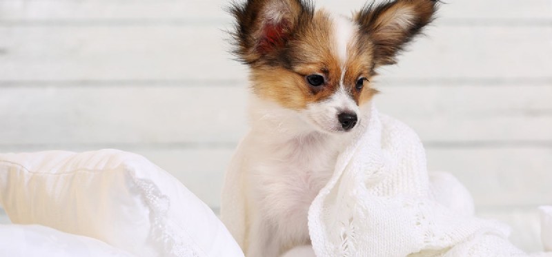 Les chiens peuvent-ils détecter les punaises de lit ?