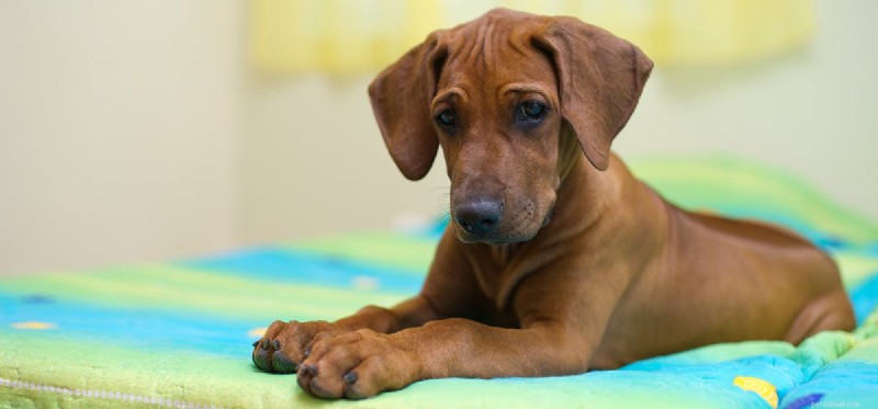 Les chiens peuvent-ils détecter les punaises de lit ?