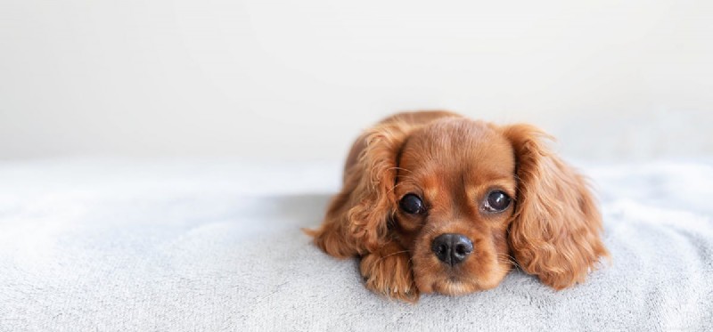 Kunnen honden bedwantsen voelen?