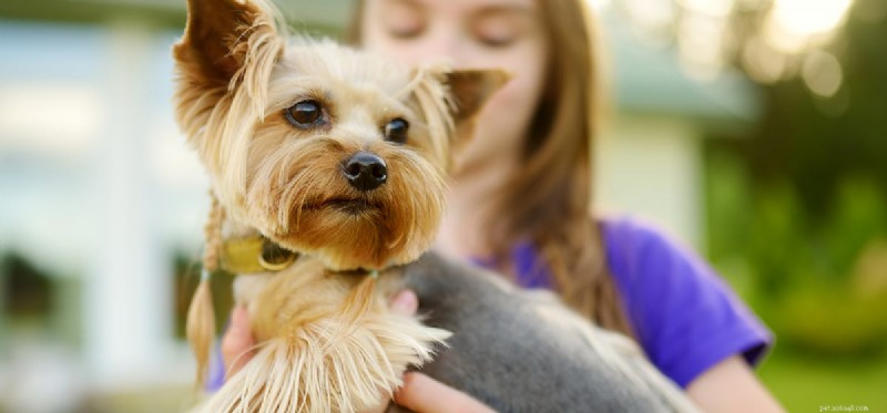 Os cães podem sentir a benevolência?