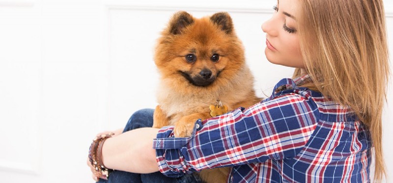 I cani possono percepire il disturbo bipolare?