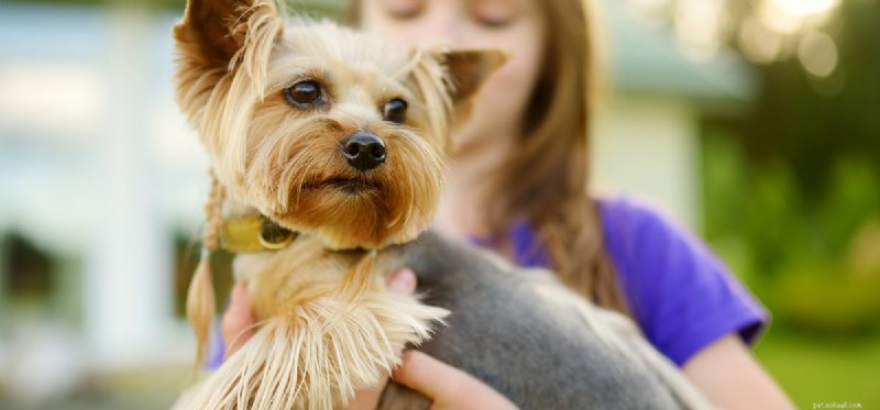 Kan hundar känna av bipolär sjukdom?