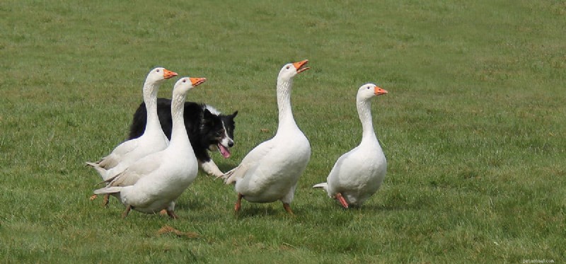 Os cães podem sentir campos magnéticos?