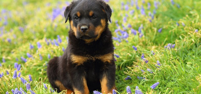 Os cães podem sentir campos magnéticos?