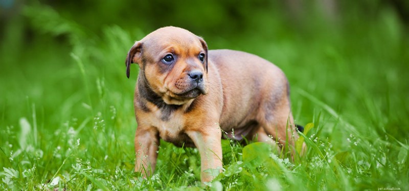 Kunnen honden negatieve energie voelen?