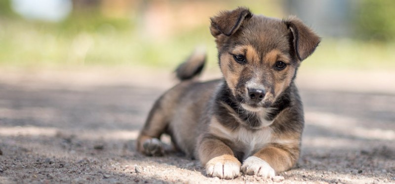 I cani possono percepire i parassiti sottoterra?