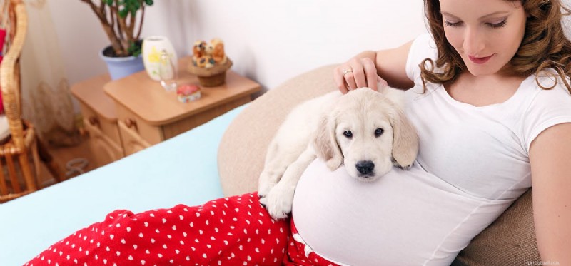 Kan hundar känna av graviditet?