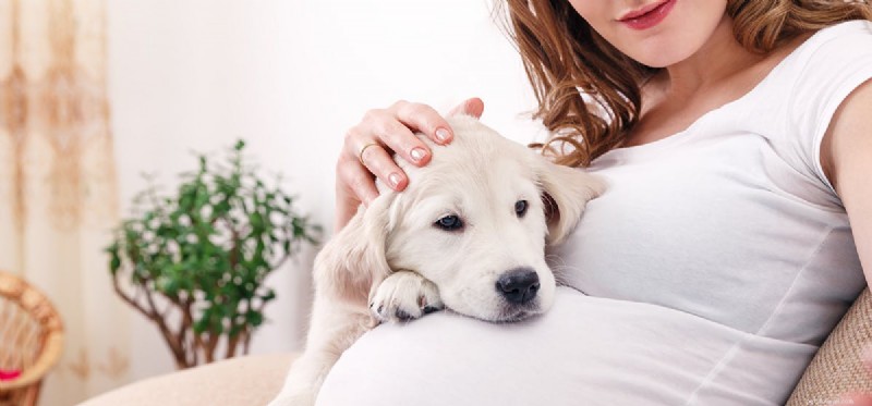Kan hundar känna av graviditet?