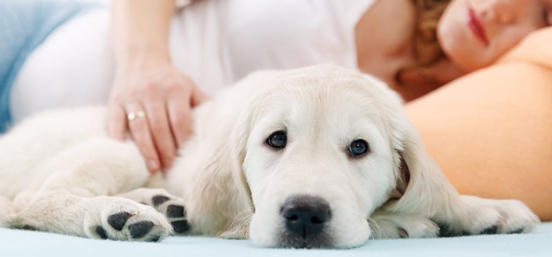 Kunnen honden zwangerschap voelen?