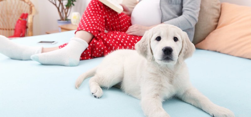 I cani possono percepire la gravidanza?