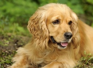 犬は軽くたたくペンの匂いを嗅ぐことができますか?