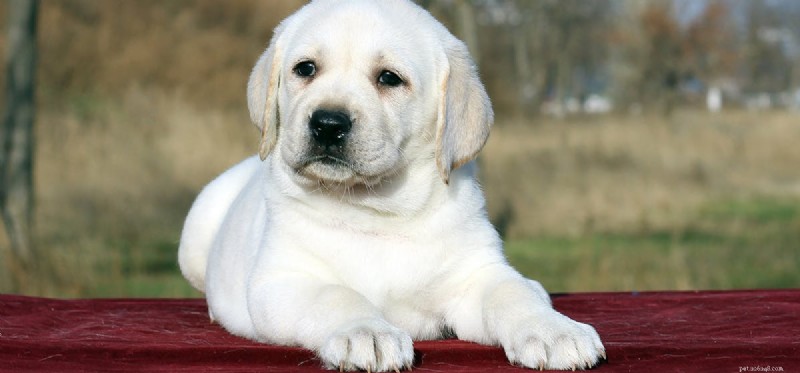 Les chiens peuvent-ils sentir un stylo à cire ?