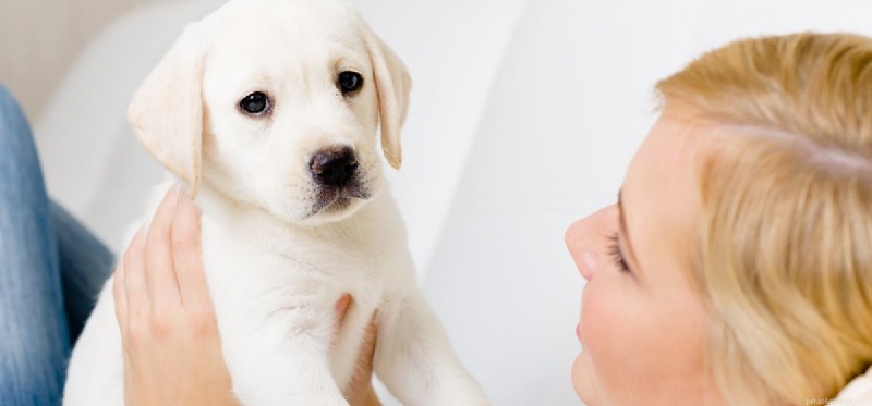 Os cães podem sentir o cheiro das células cancerígenas?