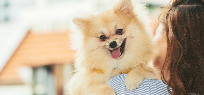Могут ли собаки чуять диабет?