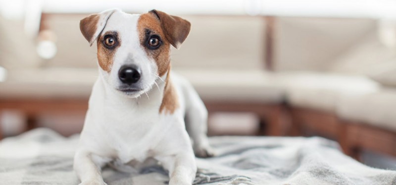 I cani possono annusare l eczema?