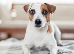 Могут ли собаки чувствовать запах экземы?