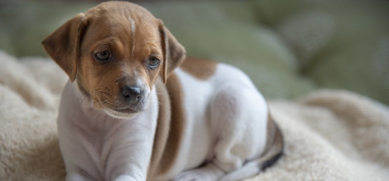 I cani possono annusare l eczema?