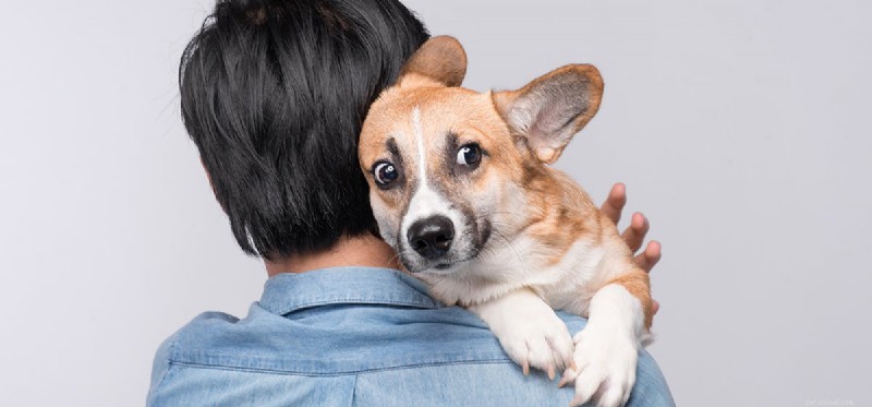 Kan hundar känna rädsla hos människor?