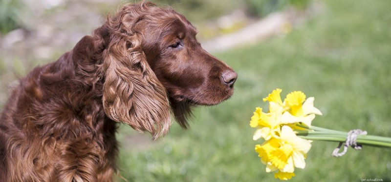 Os cães podem cheirar flores?