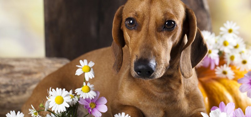 개가 꽃 냄새를 맡을 수 있습니까?