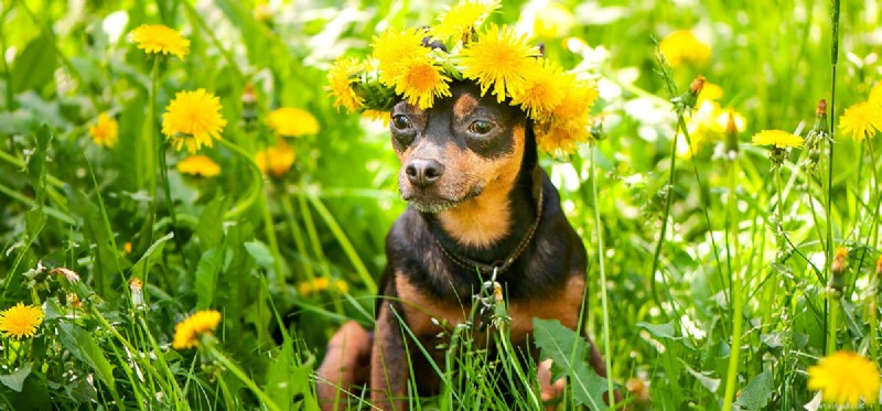 Os cães podem cheirar flores?