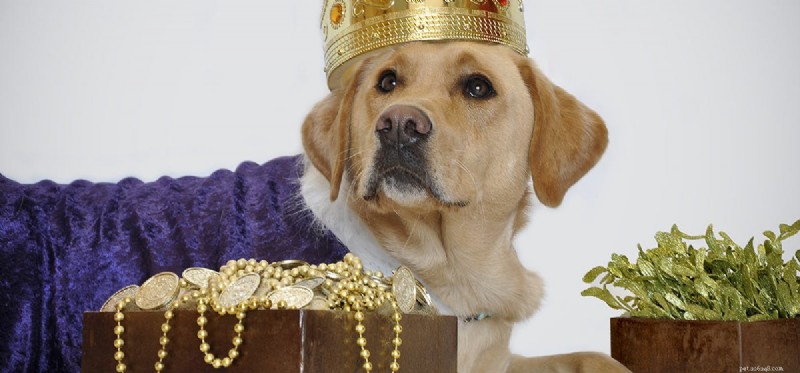 I cani possono annusare l oro?