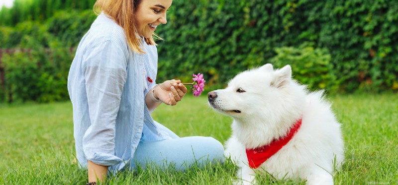 Os cães podem sentir o cheiro de hormônios humanos?