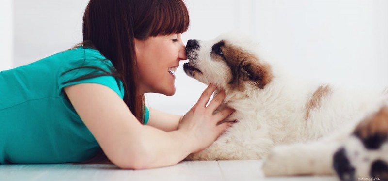 개가 인간 호르몬의 냄새를 맡을 수 있습니까?