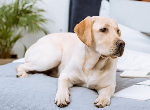 Могут ли собаки учуять болезни?