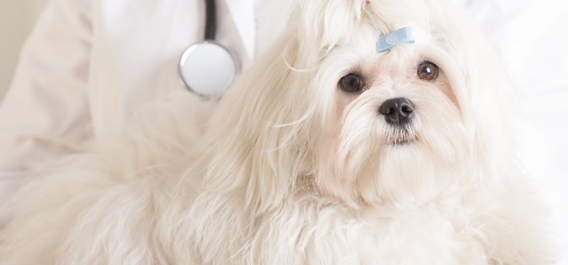 Kan hundar lukta sjukdom?