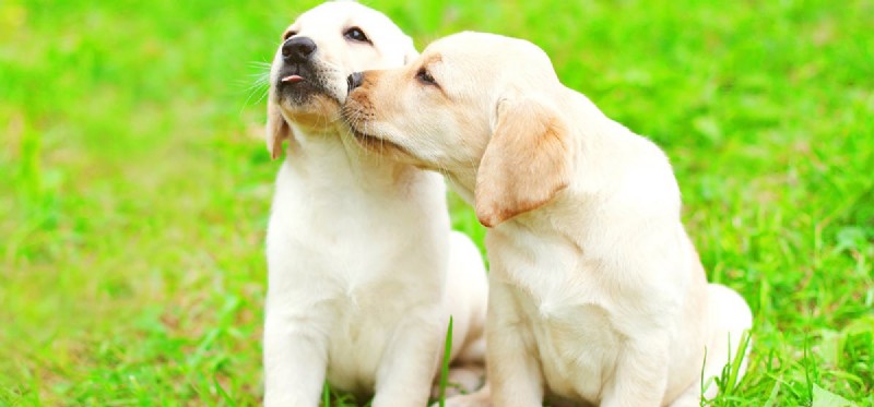Kunnen honden een ziekte ruiken bij andere honden?