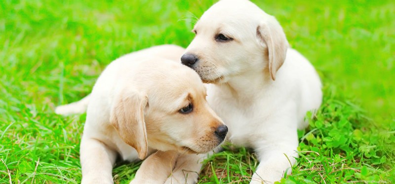 Os cães podem sentir o cheiro de doenças em outros cães?