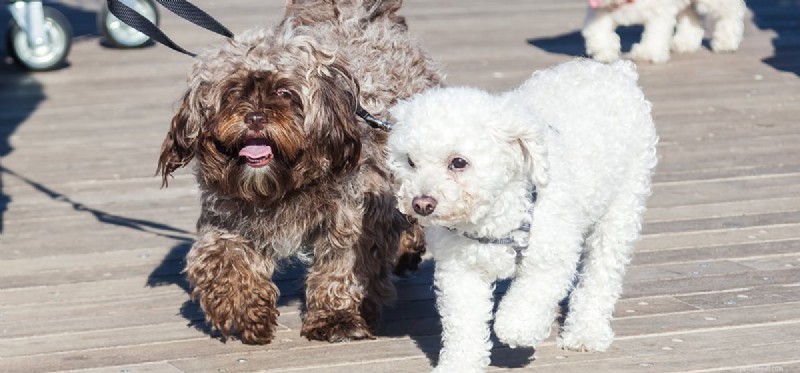Kunnen honden een ziekte ruiken bij andere honden?