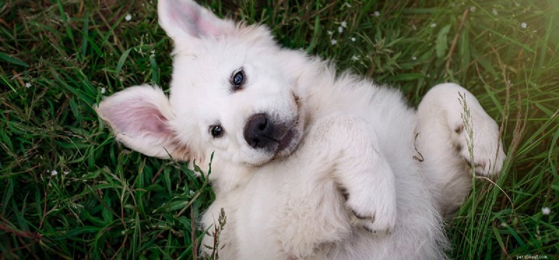 Os cães podem cheirar biscoitos de maconha?