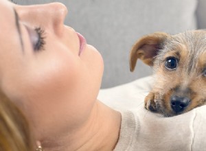 Můžou psi cítit nevolnost?