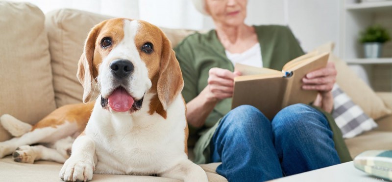 I cani possono annusare la malattia?