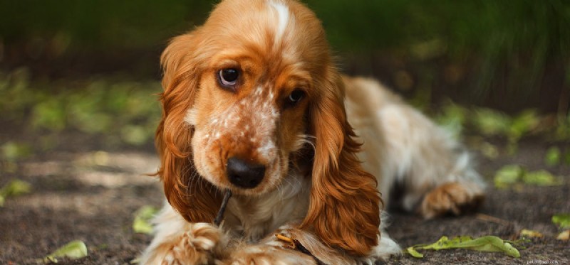 Kan hundar lukta termiter?