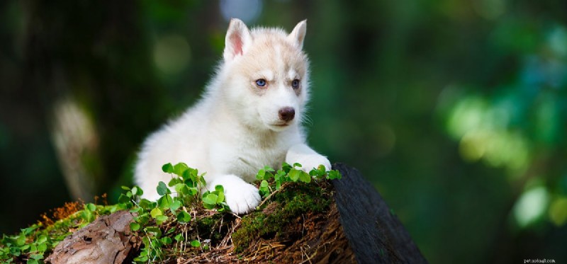 Os cães podem cheirar através de recipientes herméticos?