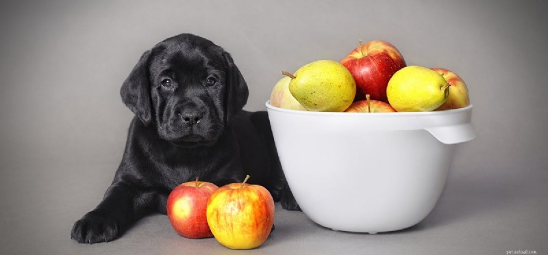 Os cães podem cheirar através de recipientes herméticos?