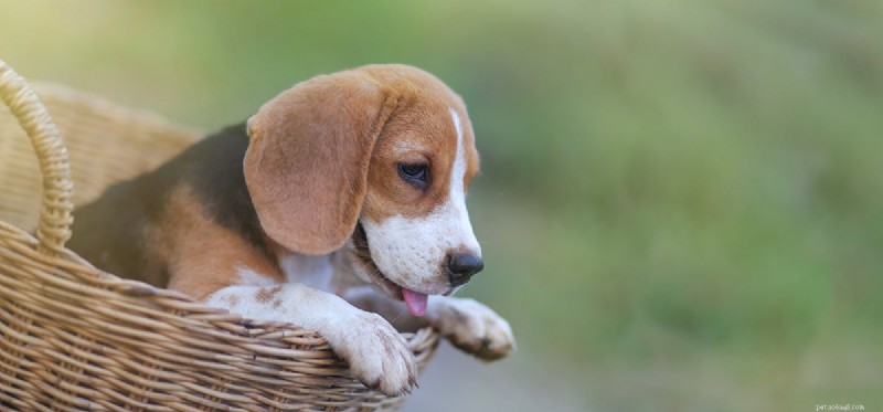 Os cães podem cheirar através de recipientes herméticos?