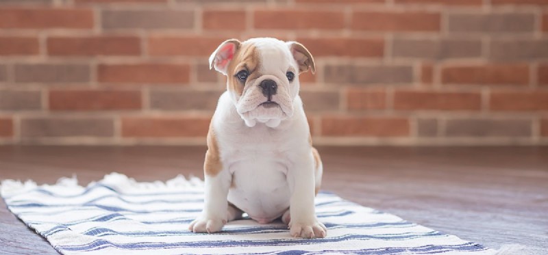 Les chiens peuvent-ils sentir à travers les murs ?