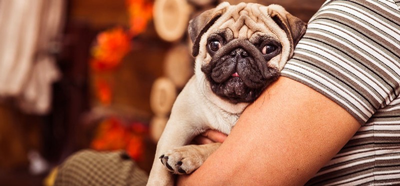 Могут ли собаки чувствовать запах сквозь стены?