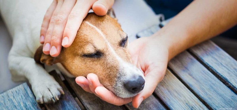개가 파보에서 살아남을 수 있습니까?