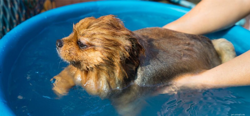 Kan hundar simma?