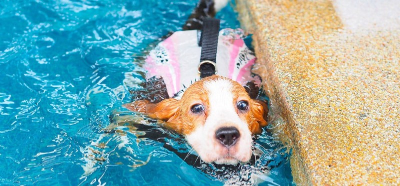 Собаки умеют плавать?
