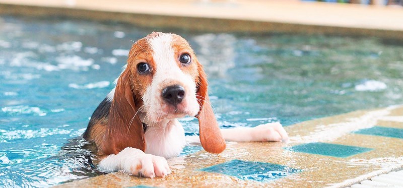 I cani possono nuotare?
