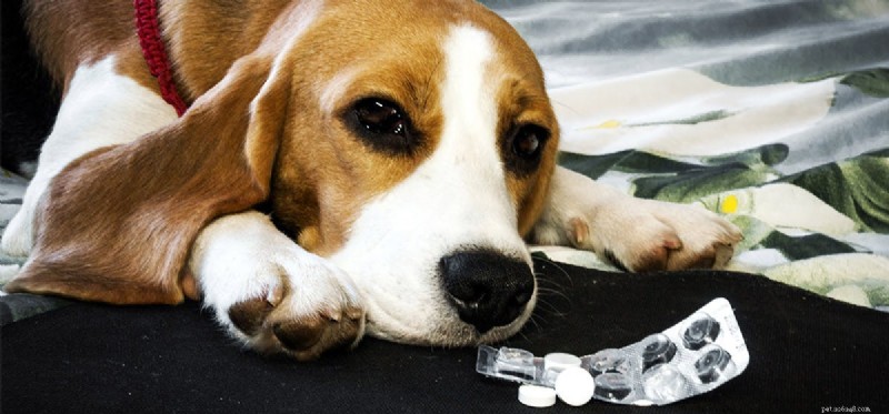 Les chiens peuvent-ils goûter l Alka Seltzer ?