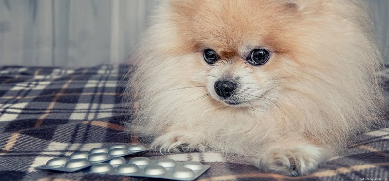 Os cães podem sentir o gosto de Alka Seltzer?